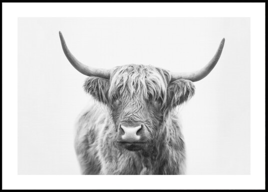 Highland Bull Plakat / 21x30 Highland Bull Plakat / 21x30