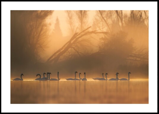 Swans in Golden Mist Plakat / 40x50 Swans in Golden Mist Plakat / 40x50