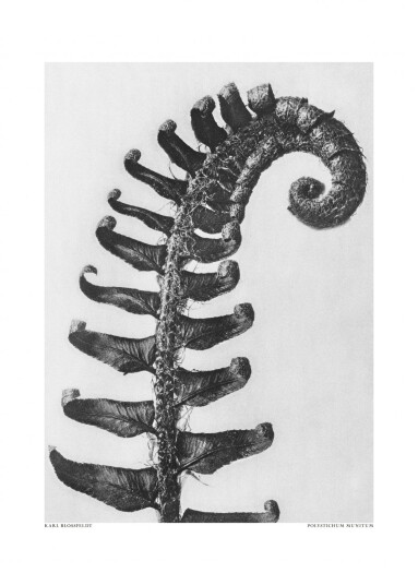 Plakat Polystichum Munitum av Karl Blossfeldt