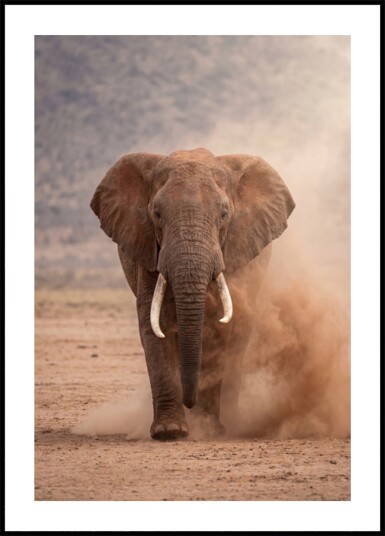 Powerful Dusty Elephant Plakat / 70x100