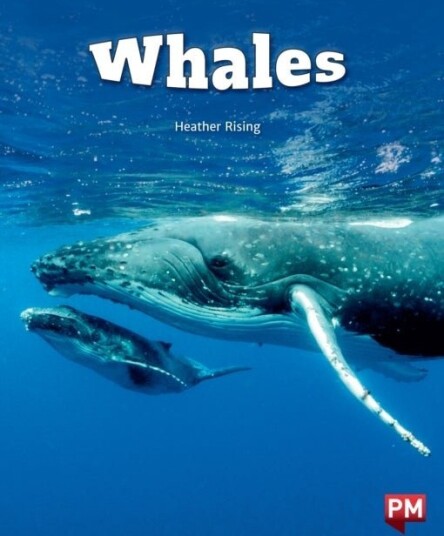 Whales Level 24 X6
