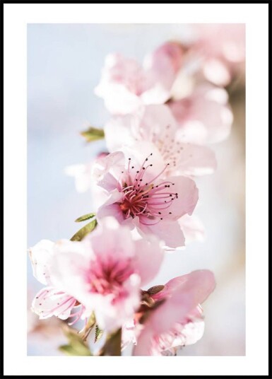 Peach Flowers Blossom Plakat Plakat / 100x150cm