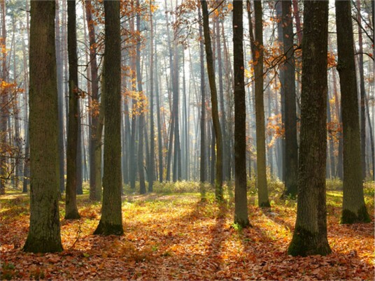 Fototapet Autumn Trees 350x270 - Artgeist sp. z o. o.