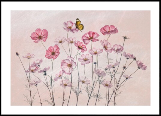 Pink Cosmos Butterfly Plakat / 30x40 Pink Cosmos Butterfly Plakat / 30x40