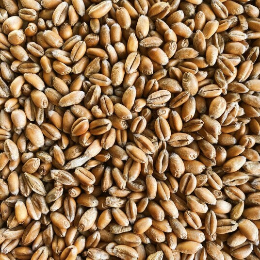 Torrified Wheat   25 kg knust Simpsons Malt   2.5   5.0 EBC