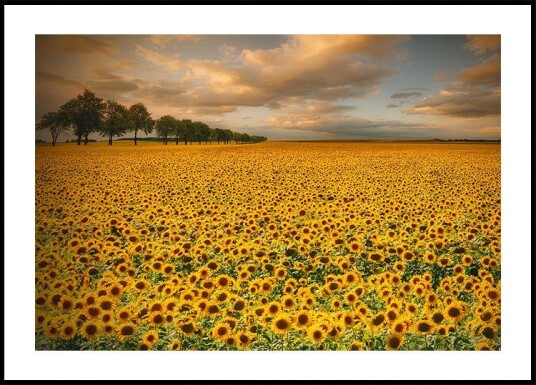 Sunflowers Plakat / 100x150cm