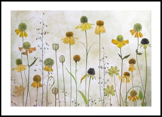 Helenium Plakat Plakat / 40x50cm