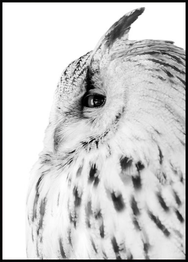 Majestic Owl Gaze Plakat Plakat / 21x30cm