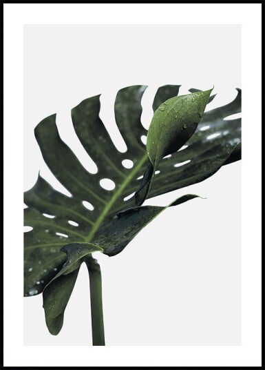 Monstera plante №1 Plakat Plakat / 70x100cm Monstera plante №1 Plakat Plakat / 70x100cm