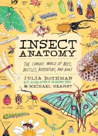 Insect Anatomy The Curious World of Bees Beetles Butterflies and Bugs
