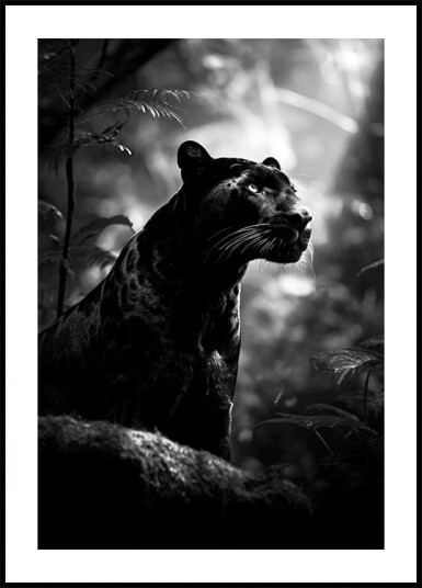 Posterbox Majestic Black Panther Plakat Plakat / 40x50cm