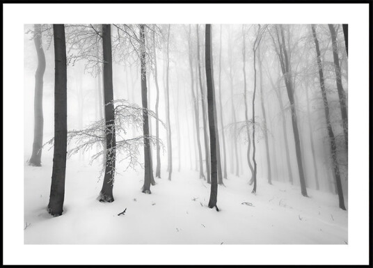 Silence of the forest Plakat Plakat / 70x100cm Silence of the forest Plakat Plakat / 70x100cm