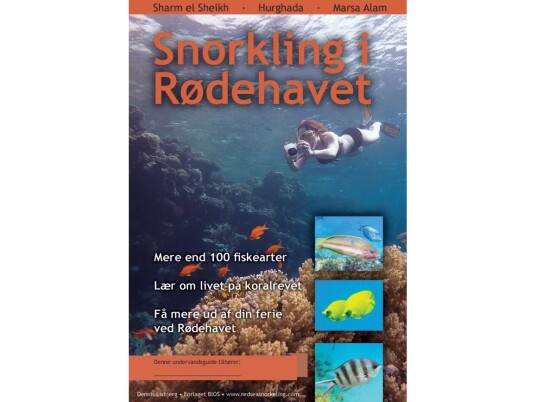 Snorkling I Rødehavet | Dennis Lisbjerg | Språk: Dansk