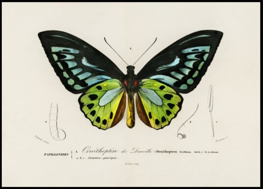 Green Birdwing Butterfly Plakat / 70x100 Green Birdwing Butterfly Plakat / 70x100