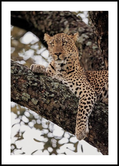 Majestic Leopard on a Tree Branch Plakat Plakat / 40x50cm Majestic Leopard on a Tree Branch Plakat Plakat / 40x50cm