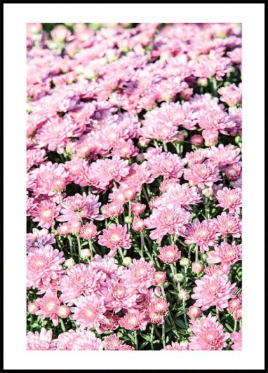 Pink Mums Plakat Plakat / 100x150cm