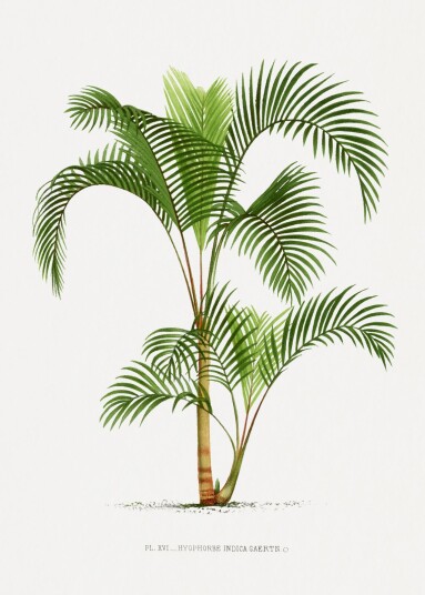 Plakat Hyophorbe Indica Gaertn