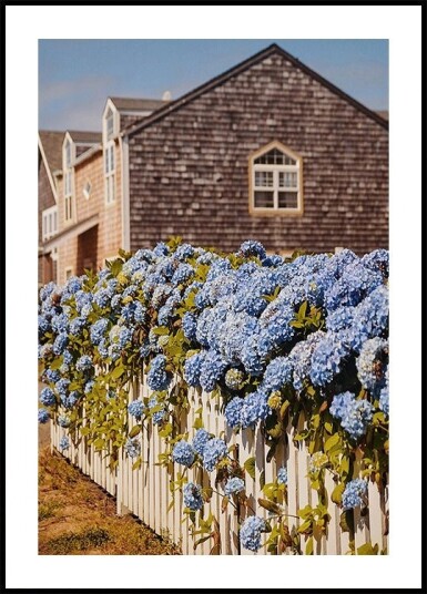Cannon Beach Hydrangeas Plakat Plakat / 40x50cm