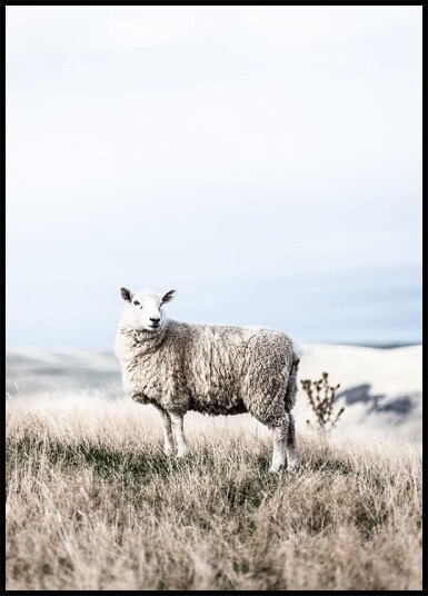 White Sheep in Field Plakat Plakat / 30x40cm