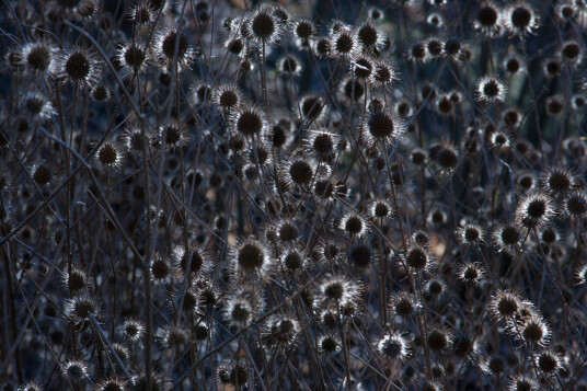 Thistle Light av Kirsten Stigsgaard