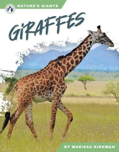 Giraffes Giraffes