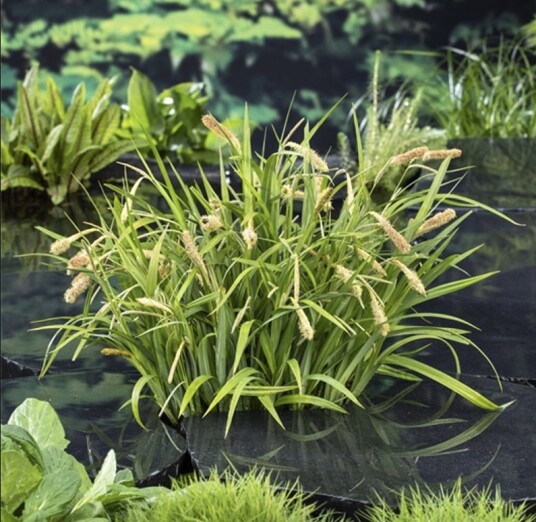Sumpplante "Carex pendula" Sumpplante "Carex pendula"