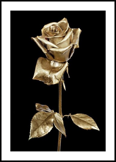 Golden Rose Plakat Plakat / 70x100cm