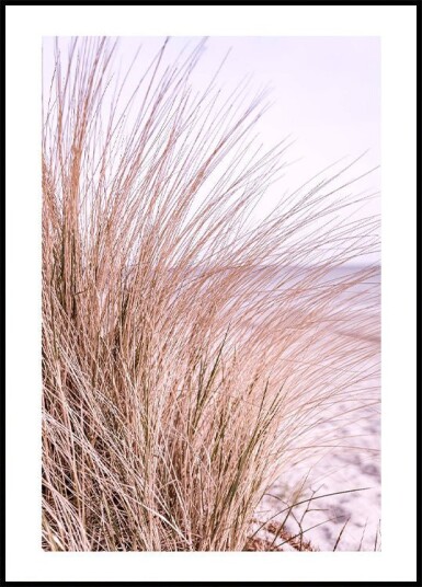 Pink Beach Grass Plakat Plakat / 100x150cm