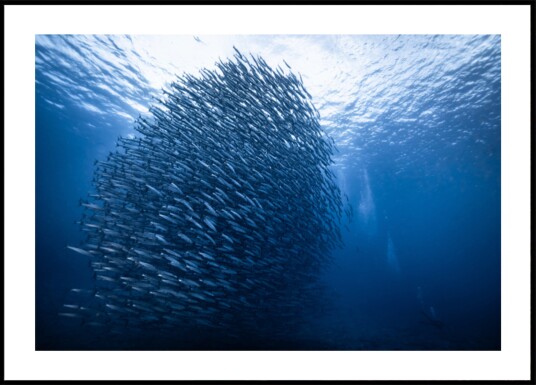 Deep Blue Fish School Plakat / 100x150