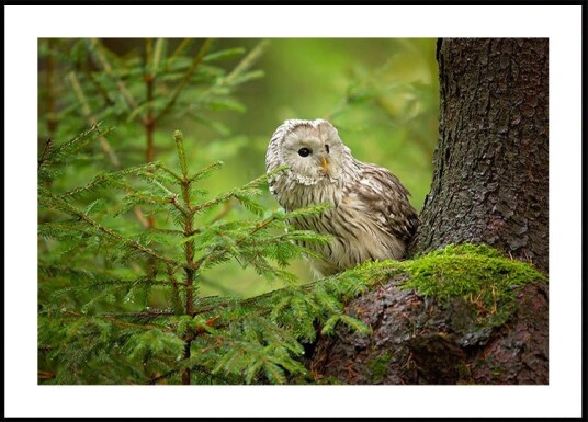 Ural Owl Poster Plakat / 100x150cm