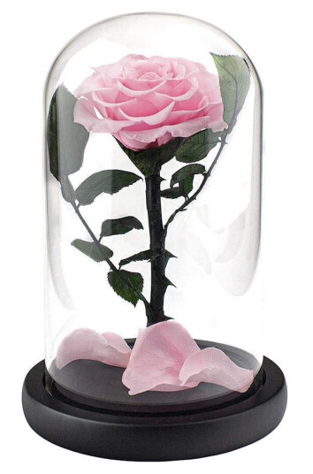 Stor Rose i Glasskuppel - Rosa Stor Rose i Glasskuppel - Rosa