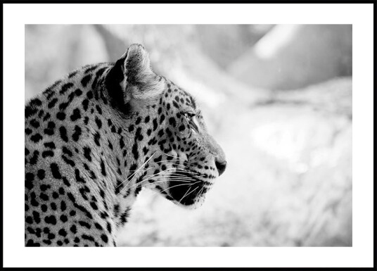 Posterbox Leopard in Profile Black & White Plakat Plakat / 40x50cm Posterbox Leopard in Profile Black & White Plakat Plakat / 40x50cm