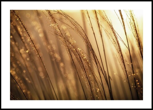 Autumn Dew Plakat Plakat / 100x150cm Autumn Dew Plakat Plakat / 100x150cm