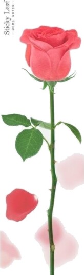 Appree Selvklebende Kort Ark Rosa Rød