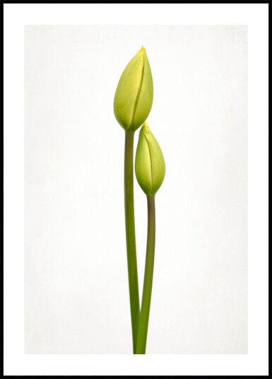 Green Tulip Buds Plakat / 50x70