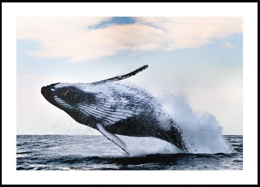 breach Plakat Plakat / 50x70cm breach Plakat Plakat / 50x70cm