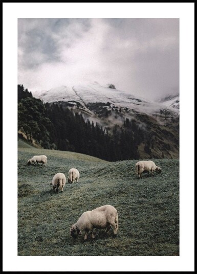 Sheep In The Alps Plakat Plakat / 70x100cm Sheep In The Alps Plakat Plakat / 70x100cm