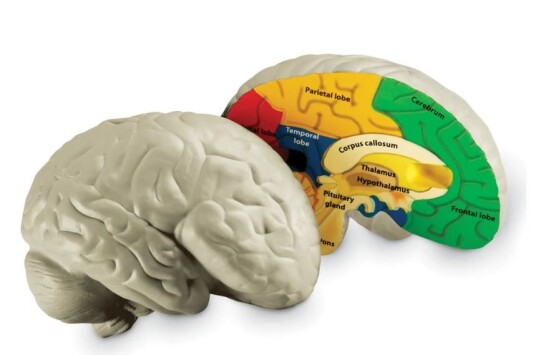 Learning Resources Anatomi tverrsnitt Hjerne