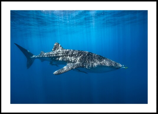Majestic Whale Shark Plakat / 40x50