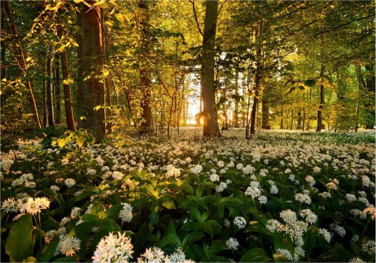 Fototapet Forest Flora 100x70 - Artgeist sp. z o. o.