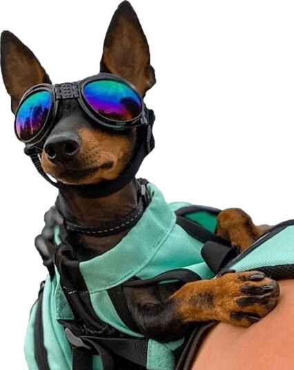 K9 Sport Sack Sport Goggles Hund Svart