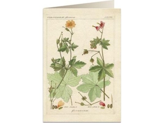 Tassotti Karnet B6 + Koperta 6057 Pelargonia Pachnąca