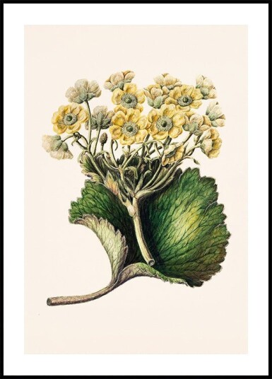 Korikor Drawn By Sarah Featon 1848–1927 Plakat Plakat / 70x100cm