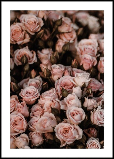 Blush Pink Roses Plakat Plakat / 70x100cm