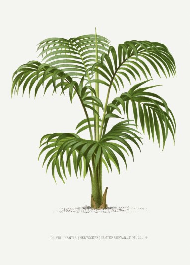 Plakat Kentia Palm Illustrasjon