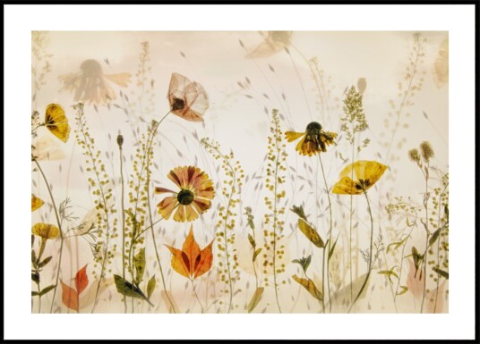 In the field... Plakat / 40x50