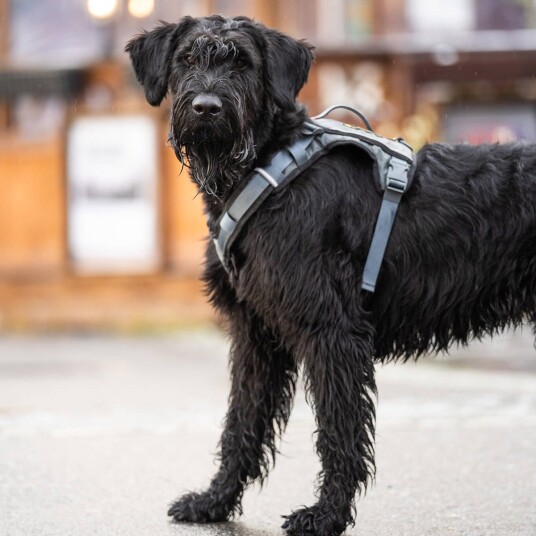 Seleverkstedet Comfort Dog Harness Medium