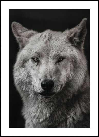 Gray Wolf Plakat Plakat / 21x30cm Gray Wolf Plakat Plakat / 21x30cm