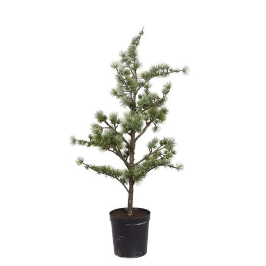 Mr Plant Cedertre i potte 150 cm Mr Plant Cedertre i potte 150 cm
