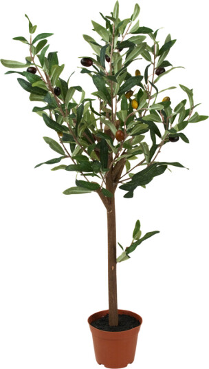 Oliventre